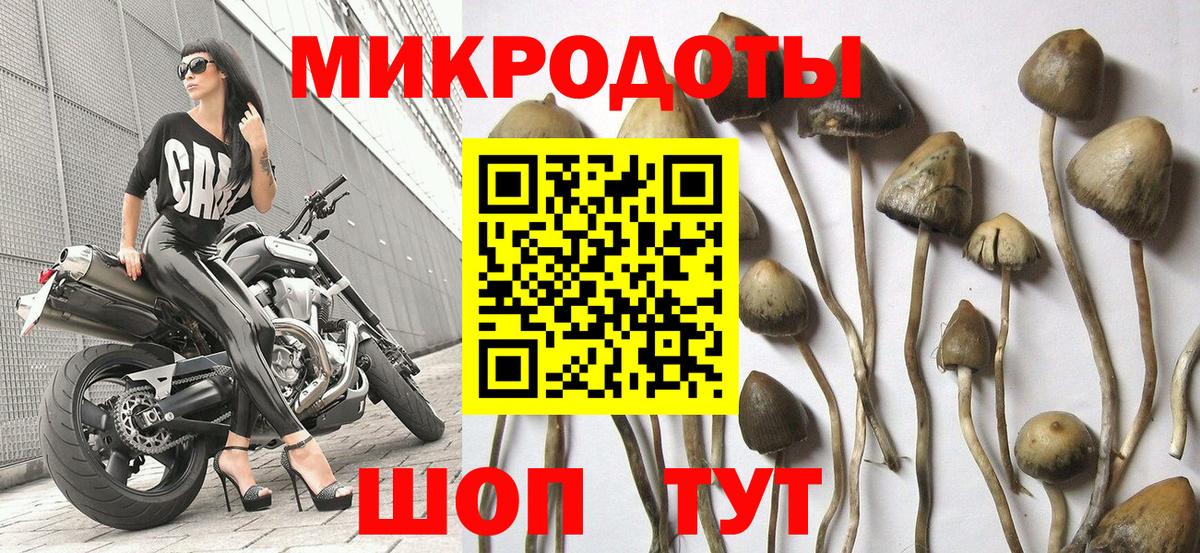 Протвино  Галлюциногенные грибы Psilocybe  Вход с VPN 